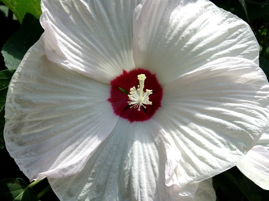 Hardy (hibiscus flower Hibiscus moscheutos luna white) for planting in garden